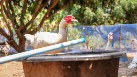 Muscovy duck or Barbary duck in  in countryside farmyard farming lifestyleの写真素材