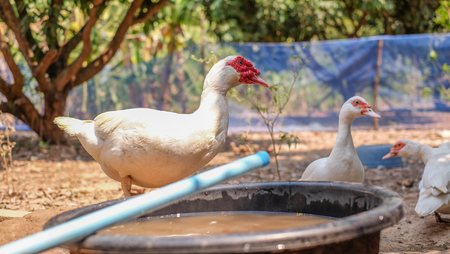 Muscovy duck or Barbary duck in  in countryside farmyard farming lifestyleの写真素材