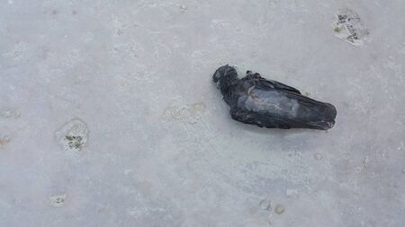 The remains of the dead pigeon on the ground.の写真素材