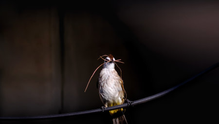 Yellow-vented Bulbul - Pycnonotus goiavier or eastern yellow-vented bulbul on the electric wire in the mouth, there are materials for nesting which live in the community area.の写真素材