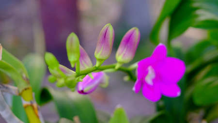 Close Up orchid flowers blooming on green leaves background .  Beautiful flowers is a plant that can be easily grownの写真素材