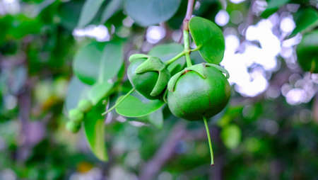 Sonneratia caseolaris or known as Firefly Mangrove, Red-flowered Pornupan Mangrove, or Mangrove Apple is an evergreen, tropical of thailandの写真素材