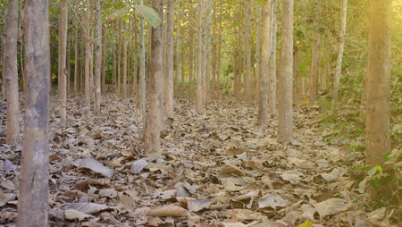 Teak trees in an agricultural teak field plant with green leaf .Have sunlights forest of fresh green...