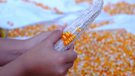 Remove corn kernels out of the pods in his handsの写真素材