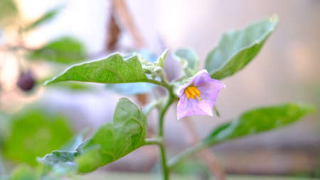 White flowers of eggplant in plant garden with sunlight with blur tree backgroundの写真素材