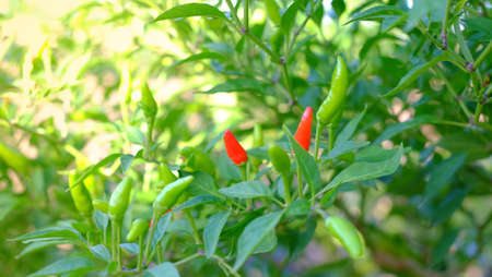 Close-up fresh Green&red ripe chillies plantation in the vegetable garden agriculture in the countryside , Healthy food concept.の写真素材