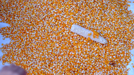 Close-up yellow dried corn for background, dried corn for popcorn of animal feed.