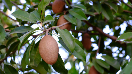 Close up fresh Sapodilla, Sapodilla fruit for healthy. Summer fruit come from America.This fruit for prevent cancer, constipation and dehydration.の写真素材