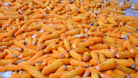 Close-up yellow dried corn for background, dried corn for popcorn of animal feed.の写真素材
