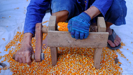 Set of Hand made. Machine to remove corn kernels out of the pods, folk wisdom.Raw Corn Seeds or Corn...