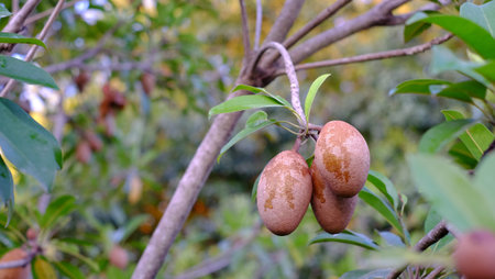 Close up fresh Sapodilla, Sapodilla fruit for healthy. Summer fruit come from America.This fruit for...
