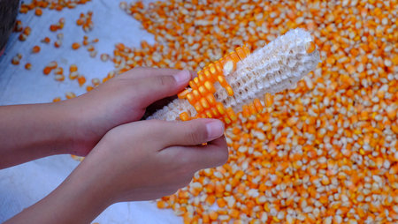 Remove corn kernels out of the pods in his hands