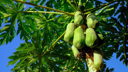 green organic papaya on tree with bunch of fruits