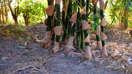Bamboo in the backyard,Bamboo trees in tropical rainforest of thailandの写真素材