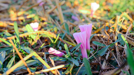 Close up flowers of the Thai morning glory in Rice fields after harvestの写真素材
