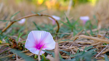 Close up flowers of the Thai morning glory in Rice fields after harvest