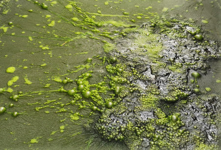 Blue-Green Algae or cyanobacteria harmful algae.in Watertreatment pond, abstract green background
