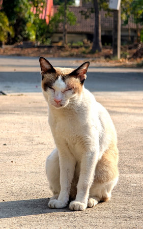 Yellow and white cat enjoying the last sunbeams on road at the parkの写真素材