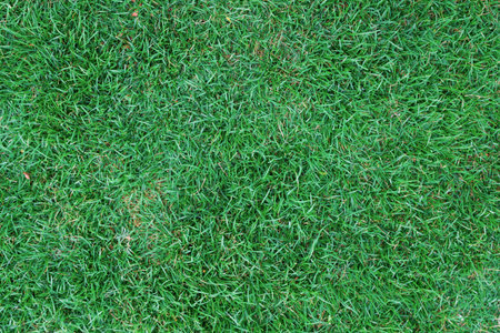 Background lawn