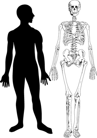 Human Skeletonのイラスト素材