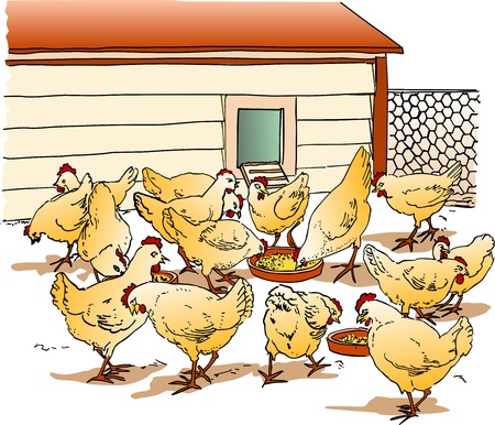 Chicken Coopのイラスト素材