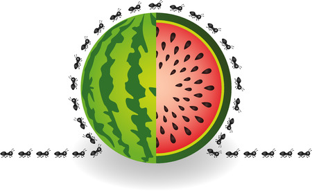 Ants around watermelonのイラスト素材