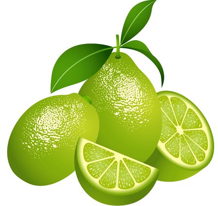 Juicy green citrus fruitのイラスト素材