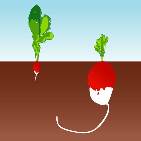 Large and small radishesのイラスト素材