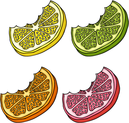 Citrus fruit slices illustration.のイラスト素材