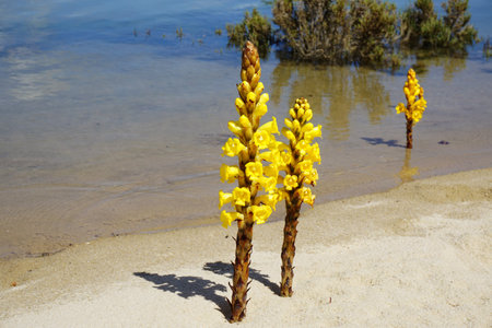 Yellow wildflowers on the bank of the river