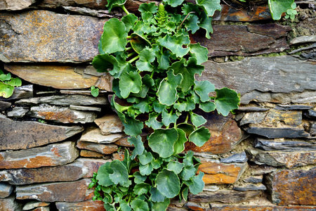 Green vegetation growing on stones wall