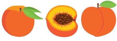 Group of peaches isolated on whiteのイラスト素材