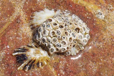 Common limpet shell in the sand, Algarve Portugal.