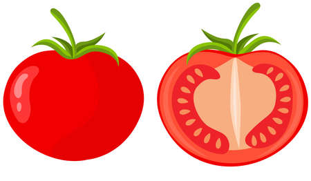 Red fresh whole and half tomatoのイラスト素材