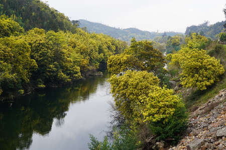 Puffs of yellow Mimosa blossom on the river banksの写真素材