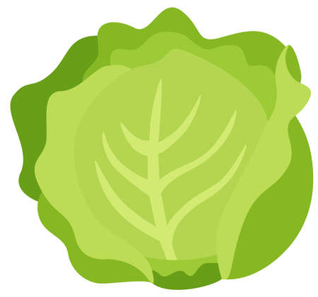 Fresh green lettuce isolated on whiteのイラスト素材