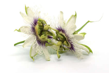 Two passion fruit flowers openの写真素材