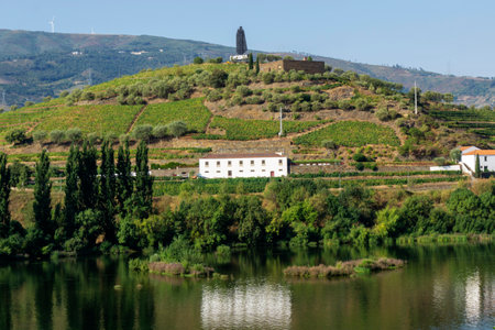 Landscape of vines and Douro river in Peso da Regua Portugalの写真素材