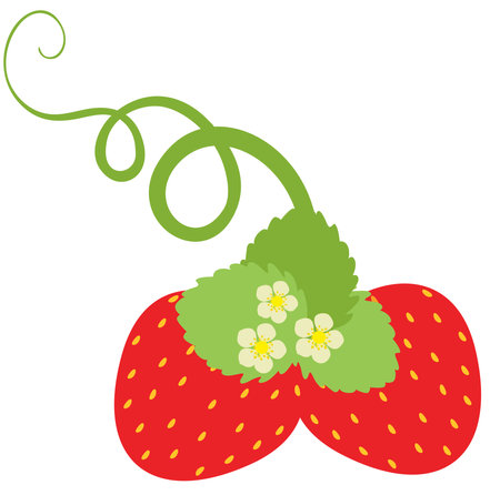 Two red strawberries with green leaves and flowersのイラスト素材