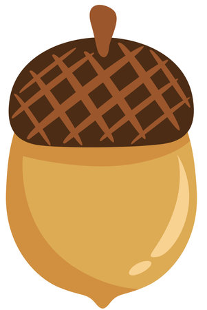 Brown fall acorn isolated on whiteのイラスト素材
