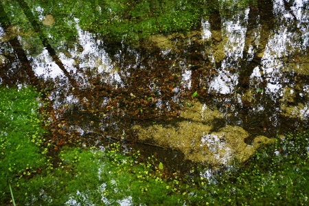 Arious dead tree leaves in fall colors floating on water surface with tree trunk reflections