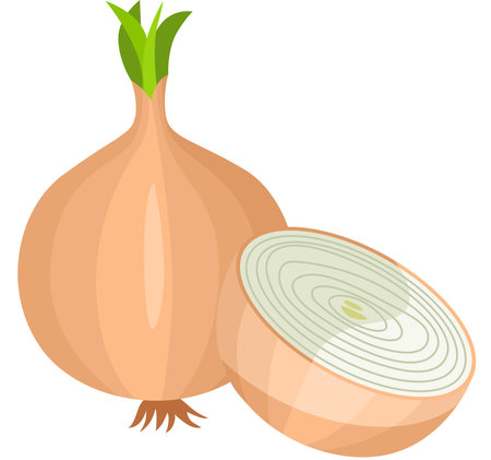 Illustration of an Onion on a White Background, Vector Illustrationのイラスト素材