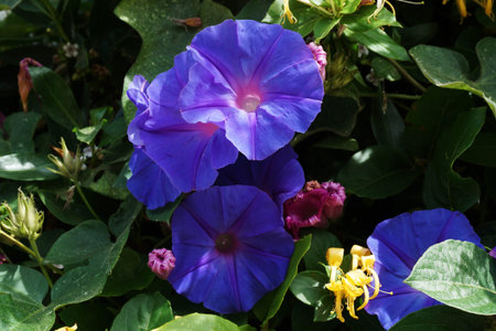 Morning Glory, Ipomoea pes-caprae