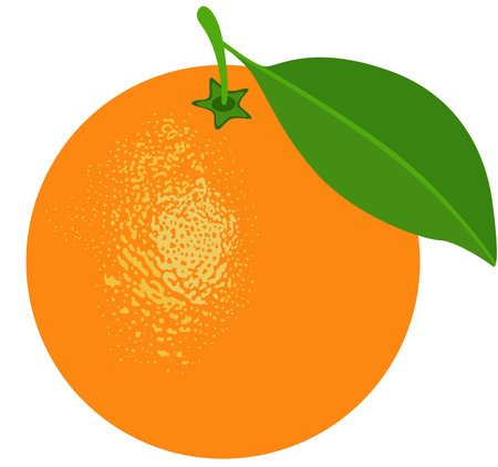 Illustration of a tangerine isolated on a white background.のイラスト素材
