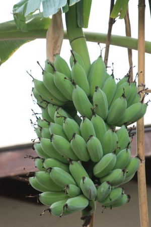 Bananas on the tree is very heavy.の写真素材