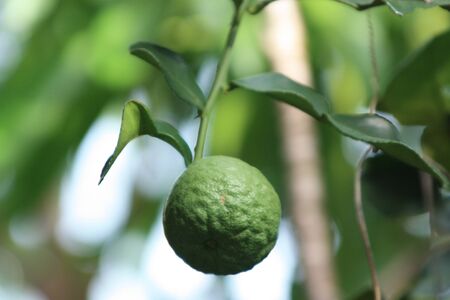 leech limeの写真素材