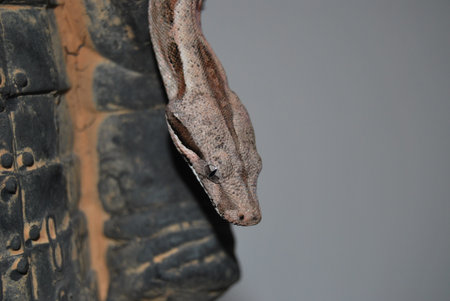 Head of a boa snake on the terracotta warrior
