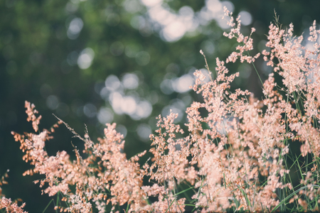 Grass flower field with nature light bokeh.の写真素材