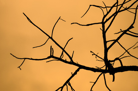 Dead tree branches silhouettes against sunset with golden sky tone backgroundの写真素材