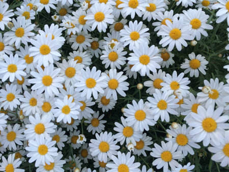 Daisy flowerの素材